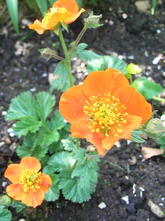 Geum 'Beech House Apricot' (Geum 'Beech House Apricot')