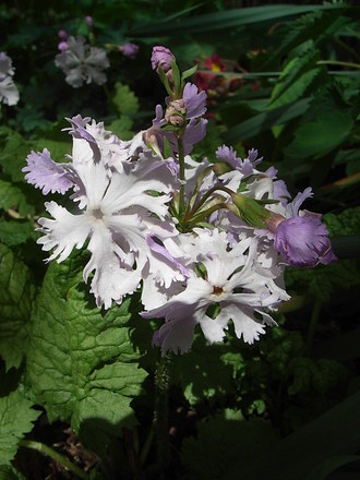 Primula sieboldii 'Lilac Sunbonnet' (Primula sieboldii 'Lilac Sunbonnet')