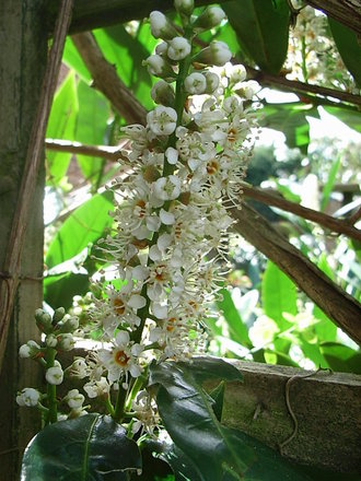 Prunus laurocerasus 'Otto Luyken' (Prunus laurocerasus 'Otto Luyken')
