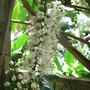 Prunus_laurocerasus__otto_luyken_