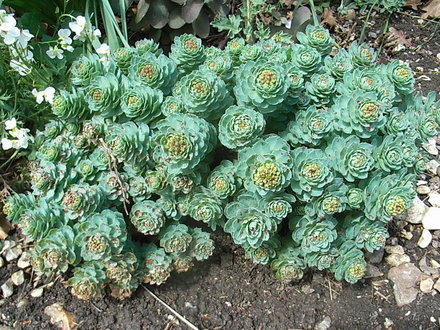 Rhodiola rosea - growth (Rhodiola rosea)
