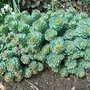Rhodiola_rosea_-_growth
