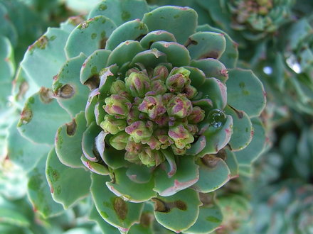 Rhodiola rosea - close-up of shoot (Rhodiola rosea)