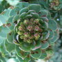 Rhodiola_rosea_-_shoot