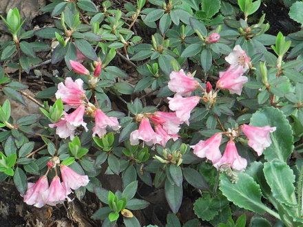 Rhododendron campylogynum 'Patricia' (Rhododendron campylogynum 'Patricia')