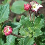 Zaluzianskya_ovata_-_close-up