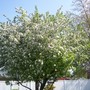 Pretty blooms
