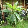 Echium (Echium)