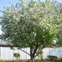 crabapple? blossoms
