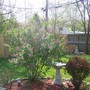 Lilac bush
