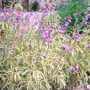 070710_variegated_wallflowers