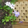 clematis