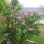 lilac
