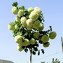 Pict0961