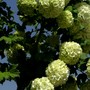Armenian tree closer view. Any suggestions?