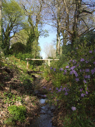woodland garden