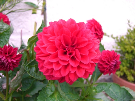 Dahlia