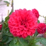 070710_dahlia