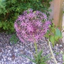 070613_agapanthus