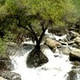 Tree growing in middle of rushing mountain torrent.