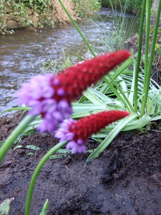 Primula vialii (Primula vialii (Primula))