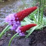 Primula_vialii_2