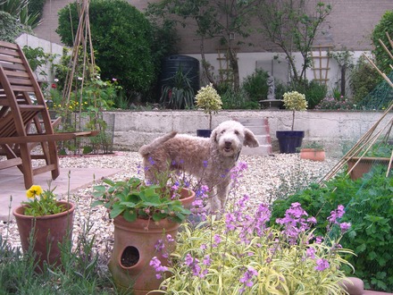 A garden flower photo
