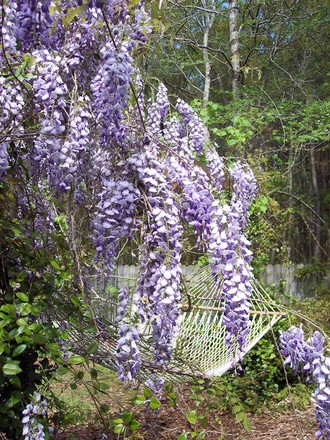 Wisteria
