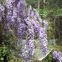 Wisteria