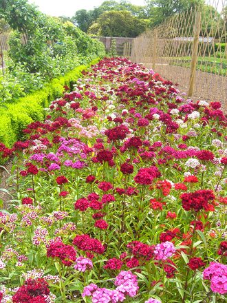 A garden flower photo