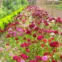 A garden flower photo
