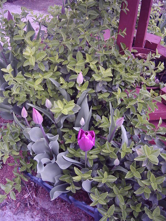 Tulips & euonymus (Euonymus japonicus (Japanese Euonymus))