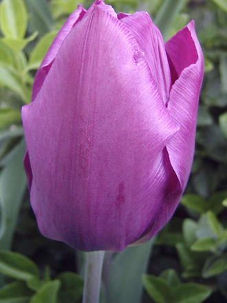Purple tulip (tulipa triumph 'Purple Prince')