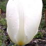 2008-05-02_white_tulip