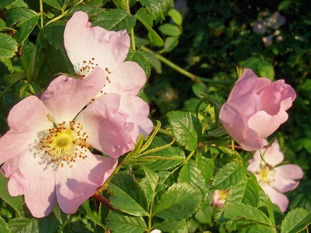 A garden flower photo