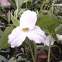 2008-05-02_trilliums_are_open