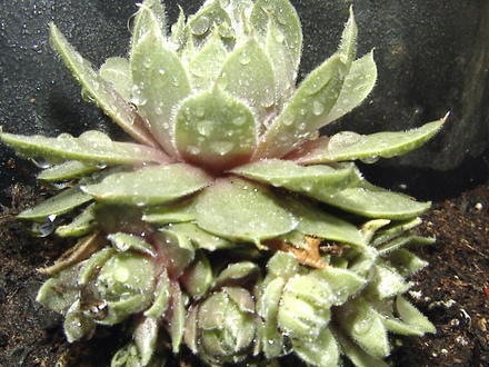 Houseleek (Sempervivum tectorum (Common Houseleek))
