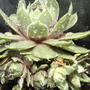 2008-05-02_houseleek
