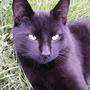 2008-05-02_beautiful_blackie