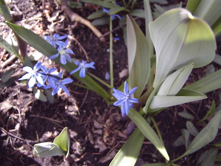 Siberian squill (Scilla siberica (Siberian squill))