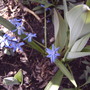 Scilla siberica (Siberian squill)