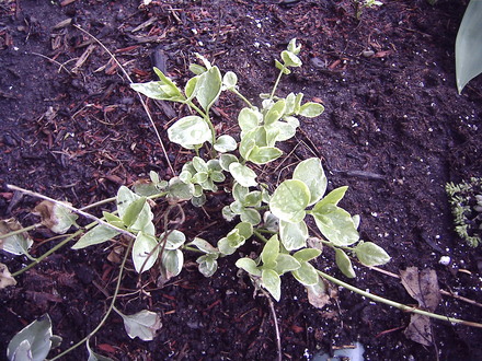 Periwinkle (Vinca minor (Lesser periwinkle))