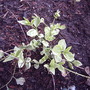 Periwinkle (Vinca minor (Lesser periwinkle))