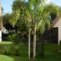 Foxtail Palm (Wodyetia Bifurcata)