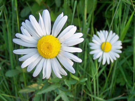 A garden flower photo