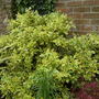 Euonymus fortunei (Euonymus)