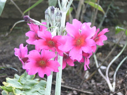 Primula