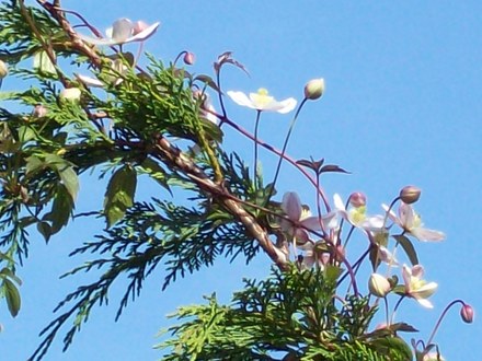 MMMmmm Clematis...