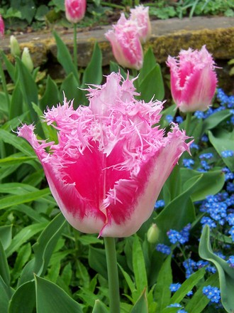 Tulips at Chenies Manor