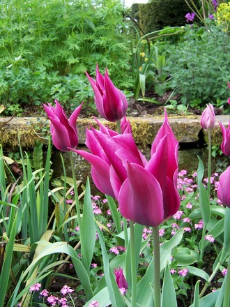 Tulips at Chenies Manor